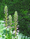 Acanthus mollis