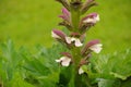 Acanthus mollis