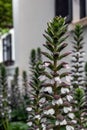 Acanthus mollis, Acanthaceae flower in backyard garden. blooming flowers