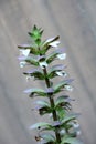 Acanthus mollis