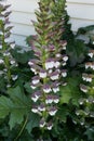 Acanthus mollis, bear's breaches Royalty Free Stock Photo