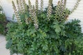 Acanthus mollis, bear's breaches