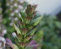 Acanthus mollis, bear's breaches