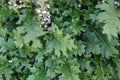 Acanthus mollis, bear's breaches Royalty Free Stock Photo