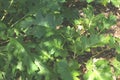 Acanthus mollis, bear's breaches Royalty Free Stock Photo