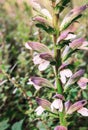 Acanthus mollis (Bear's Breech) Royalty Free Stock Photo