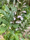 Acanthus mollis, Bear`s breech, Bear`s foot, Oyster plant, Sea dock in spring in botany. Italy, Palermo Royalty Free Stock Photo