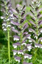 Acanthus mollis Bear`s Breeches