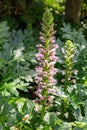 Acanthus mollis