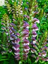 Acanthus mollis, bears breaches Royalty Free Stock Photo