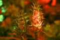 Acanthus mollis. Bears breeches, bearsfoot or oyster plant.