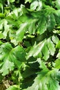 Acanthus Mollis leaves background in the garden
