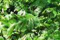 Acanthus Mollis leaves background in the garden