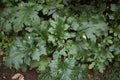 Acanthus mollis plant