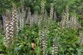 acanthus mollis plants with flowers and big leaves summertime nature