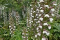 acanthus mollis plants with white and purple flowers summer nature
