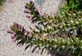 Acanthus, mollis, purple, white, veined, tall, herb, flower, garden, wickers, wicked, fence, medieval, mediterranean, brown, twig, Royalty Free Stock Photo