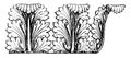 Acanthus is small herbaceous plants of southern Europe vintage engraving