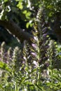 Acanthus spinosus in flower in summer