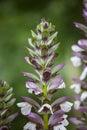 Acanthus spinosus flowers in summer time
