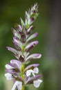 Acanthus spinosus flowers in summer time