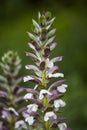 Acanthus spinosus flowers in summer time