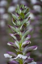 Acanthus spinosus flowers in summer time