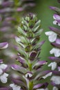 Acanthus spinosus flowers in summer time