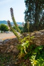 Acanthus spinosus flowers in summer time, Spain Royalty Free Stock Photo