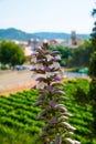 Acanthus spinosus flowers in summer time, Spain Royalty Free Stock Photo