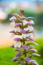 Acanthus spinosus flowers in summer time, Spain Royalty Free Stock Photo