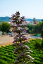 Acanthus spinosus flowers in summer time, Spain Royalty Free Stock Photo