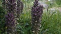 Acanthus spinosus, Spiny Bear`s Breeches flowers in a garden Royalty Free Stock Photo