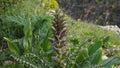 Acanthus spinosus, Spiny Bear\'s Breeches flowers in a natural park Royalty Free Stock Photo