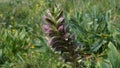 Acanthus spinosus, Spiny Bear\'s Breeches flowers in a natural park Royalty Free Stock Photo