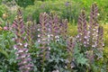 Acanthus spinosus Royalty Free Stock Photo