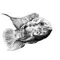 Acara fish sketch vector graphics Royalty Free Stock Photo