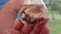 Acari mites in the jar. Ixodes tick. Tick-borne disease