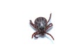 Acari tick Dermacentor marginatus isolated on white background. Dorsal view of isolated ixodes tick