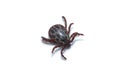 Acari tick Dermacentor marginatus isolated on white background. Dorsal view of isolated ixodes tick Royalty Free Stock Photo