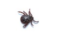 Acari tick Dermacentor marginatus isolated on white background. Dorsal view of isolated ixodes tick