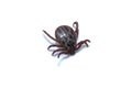 Acari tick Dermacentor marginatus isolated on white background. Dorsal view of isolated ixodes tick Royalty Free Stock Photo