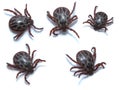 Acari tick Dermacentor marginatus isolated on white background. Dorsal view of isolated ixodes tick. five variants