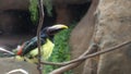 Acari Toucan Royalty Free Stock Photo