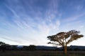 Acasia tree at blue hour Royalty Free Stock Photo