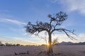 Acasia tree at sunrise Royalty Free Stock Photo