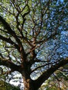 Acasia tree view below. The trunk, branches and twigs Royalty Free Stock Photo