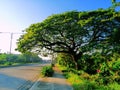 Acasia tree viewed afar on the streets Royalty Free Stock Photo