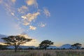 Acasia trees in Bushveld country side Royalty Free Stock Photo