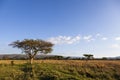 Acasia trees in the bushveld Royalty Free Stock Photo